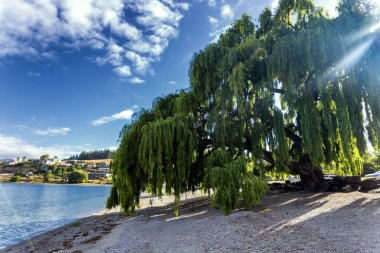 Söğüt ağacı Wanaka gölde tarafından güneş tarafından sabah yaktı.