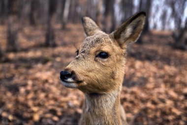 Karaca ormandaki portre kadar bahar sezonunda kapatın