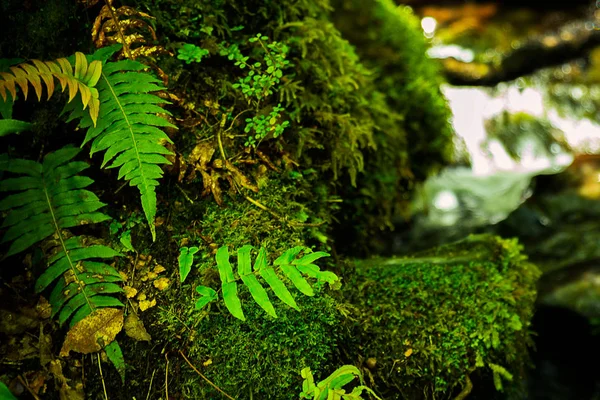 緑の苔とシダはニュージーランドの森林で覆われている石 — ストック写真