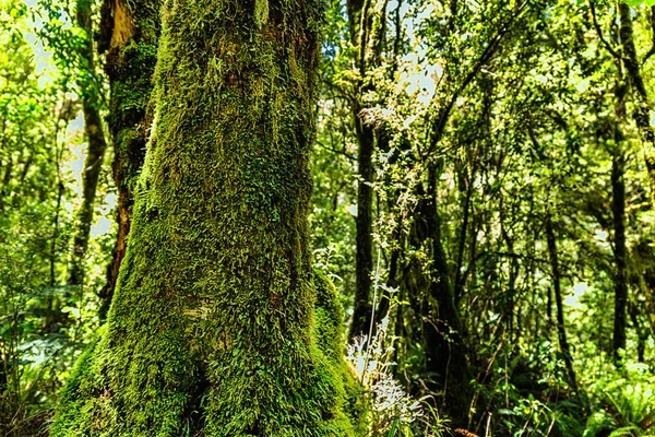 Grande Albero Coperto Muschio Nella Foresta Della Nuova Zelanda — Foto Stock