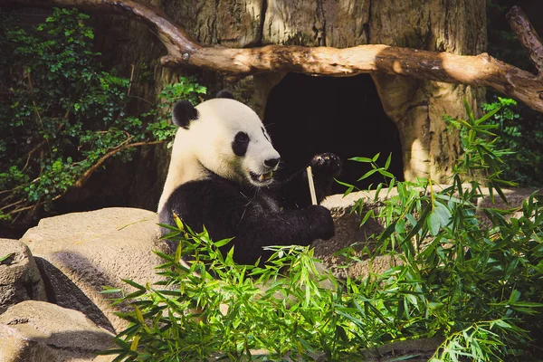 Niedźwiedź Siedzi Jedzenie Bambus Ogrodzie Zoologicznym — Zdjęcie stockowe