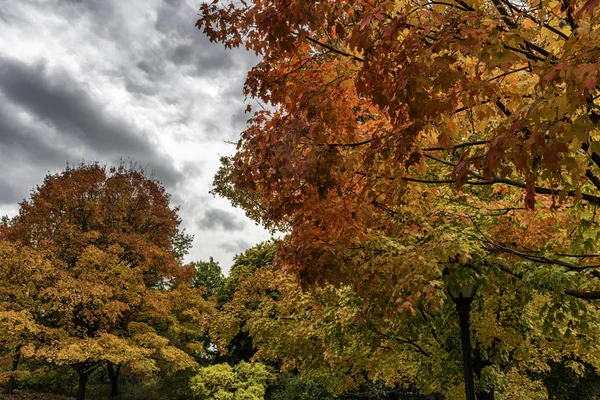 Início Outono Árvores Coloridas Parque — Fotografia de Stock