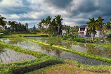 Pirinç tarlası ve teraslar Ubud, Bali güzel görünümü