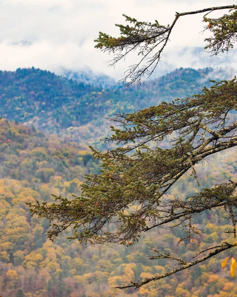 Ramas Árbol Piel Hermoso Otoño Colorido Bosque Fondo — Foto de Stock