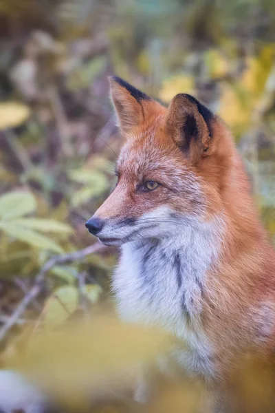 Retrato Outono Raposa Selvagem Floresta Russa — Fotografia de Stock