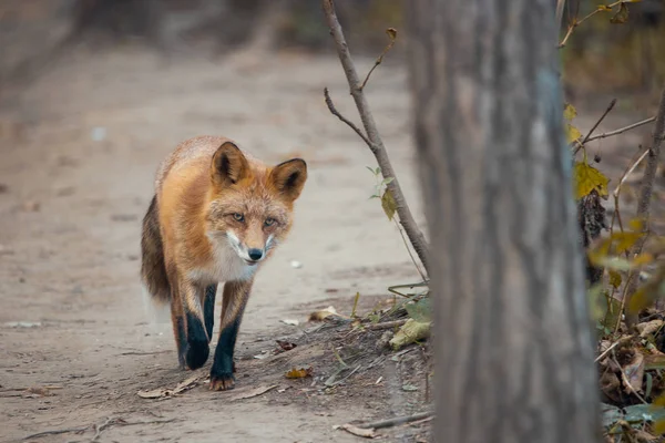 Wild fox walking on a trail of Natural reserve in Russia