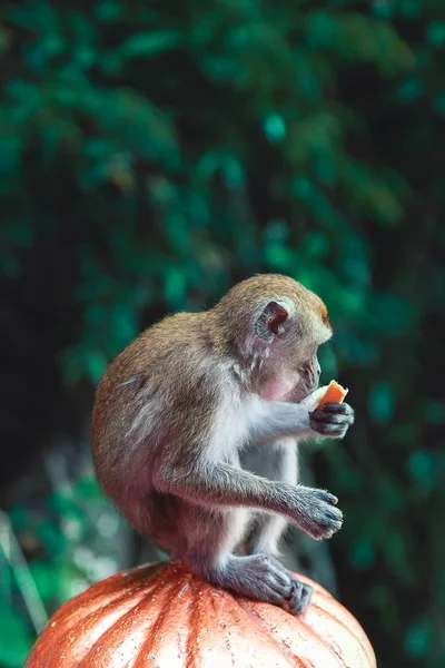 Close Monkey Portret Batu Caves Kuala Lumpur Maleisië — Stockfoto