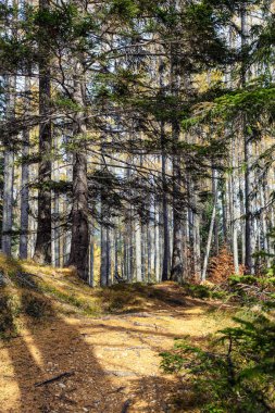 Sonbahar mevsiminde güneşin aydınlattığı kozalaklı orman.