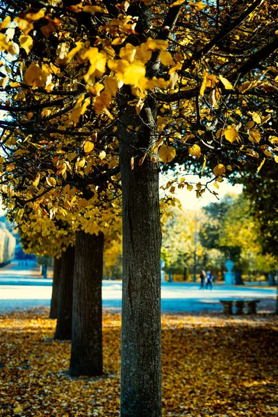 Alley Colorful Yellow Trees Autumn Season Park Vienna Áustria — Fotografia de Stock