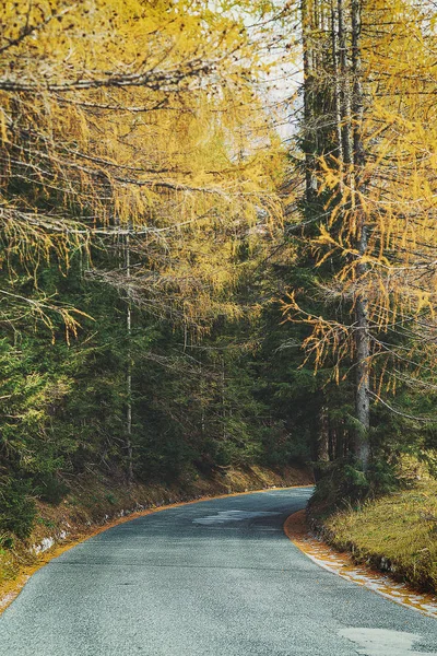 Camino Montaña Rodeado Árboles Coloridos Temporada Otoño — Foto de Stock