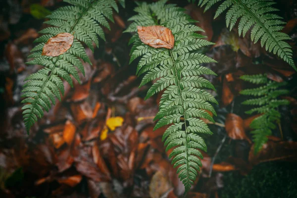 秋の森の中の濃緑色のシダと黄色の色あせた葉 自然なコントラストの背景概念 — ストック写真