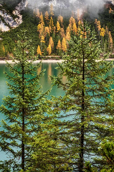 Sapins Lac Vert Émeraude Braies Dolomites Italie — Photo