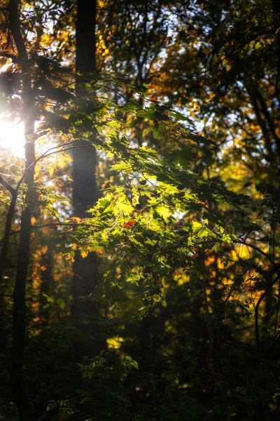 Folhagem Colorida Iluminada Pela Luz Solar Quente Floresta Início Outono — Fotografia de Stock