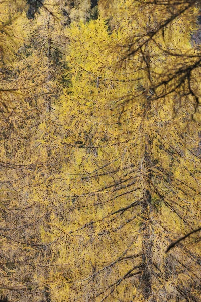 Larício Amarelo Colorido Árvores Outono Abstrato Imagem Fundo Natural — Fotografia de Stock
