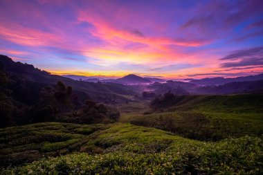 Canlı Cameron Highlands gündoğumu Çay tarlalarının renkleri 