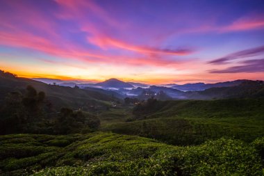 Canlı Cameron Highlands gündoğumu Çay tarlalarının renkleri 