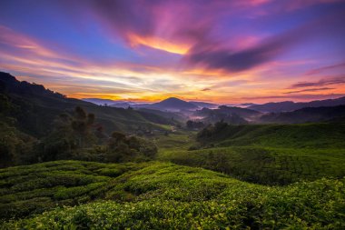 Canlı Cameron Highlands gündoğumu Çay tarlalarının renkleri 