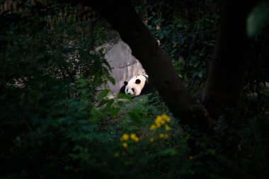Nesli tükenmekte olan dev panda Chengdu Çin 'de yemek yiyor. 