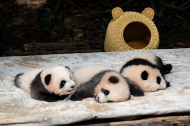 Nesli tükenmekte olan dev panda Chengdu Çin 'de yemek yiyor. 