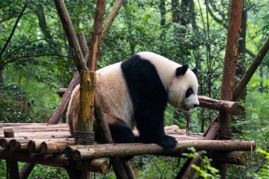 Nesli tükenmekte olan dev panda Chengdu Çin 'de yemek yiyor. 