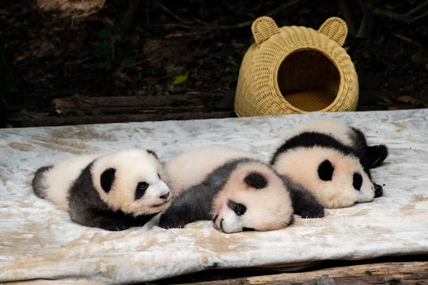 Endangered Giant Panda Bear Eating Chengdu China — Stock Photo, Image