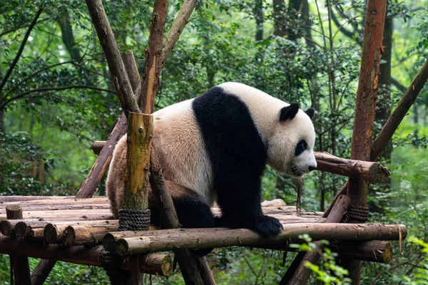 Endangered Giant Panda Bear Eating Chengdu China — Stock Photo, Image