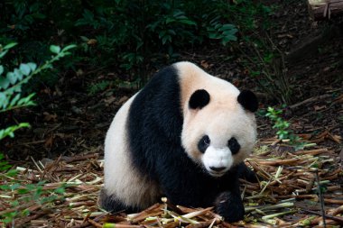 close up of black and white panda in Chengdu Panda park China