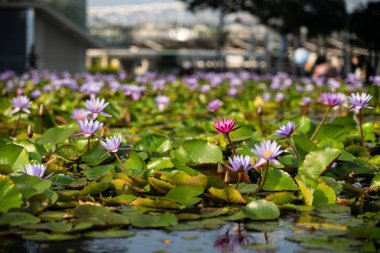Şehir bahçesindeki gölette güzel çiçekli nilüferler 
