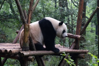 big and fluffy panda bear sitting in green forest in Chengdu Panda park China