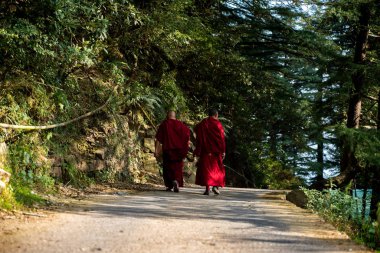 tibetan buddhist monks walking on mountain trail among the dense forest