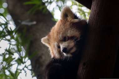 red panda in green park in Chengdu Research Base of Panda breeding 