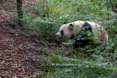 fluffy panda bear walking in green forest in Chengdu Panda park China