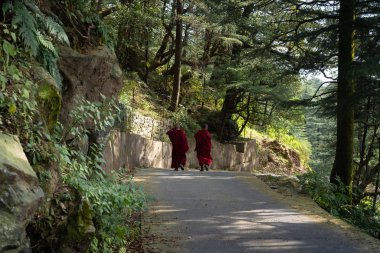 tibetan buddhist monks walking on mountain trail among the dense forest