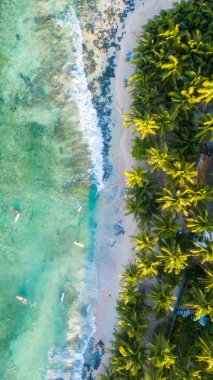 Palmiye ağaçları ve mavi gökyüzü ile kumsalın havadan görünüşü