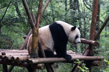 big and fluffy panda bear sitting in green forest in Chengdu Panda park China