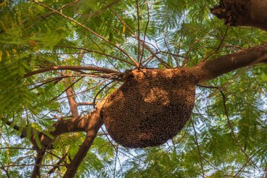 Yeşil arka planda güzel bir kuşu olan ağaç dalları