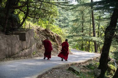 tibetan buddhist monks walking on mountain trail among the dense forest