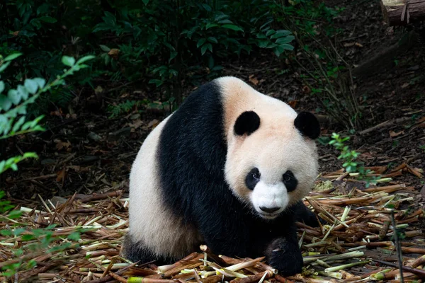 Close Black White Panda Chengdu Panda Park China — Stock Photo, Image