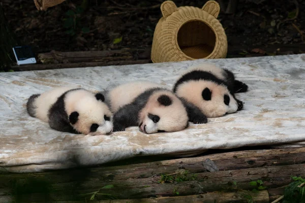 super cute panda babies sleeping during the day in Chengdu Panda park China