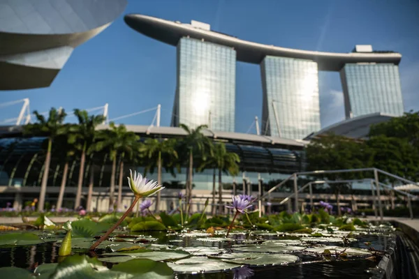 Małe Jezioro Kwiatami Wody Marina Bay Tło Drapacza Chmur Singapurze — Zdjęcie stockowe