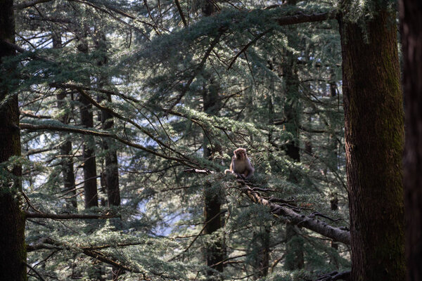 cute monkey sitting on conifer tree branch in wood background
