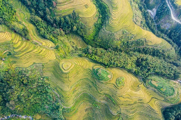 drone view of rice terraces in Longsheng county in Guilin, China