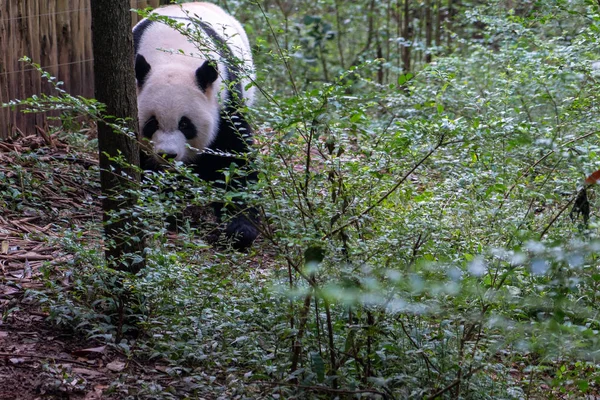 Schöne Und Lustige Pandabär Fuß Grünen Wald Chengdu Panda Park — Stockfoto