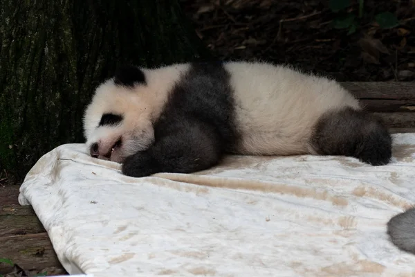 Panda Baby Sleeping Day Chengdu Panda Park China — Stock Photo, Image