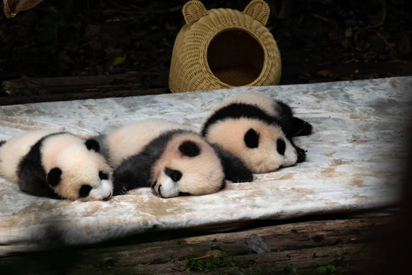 Super Süße Panda Babys Schlafen Tagsüber Chengdu Panda Park China — Stockfoto