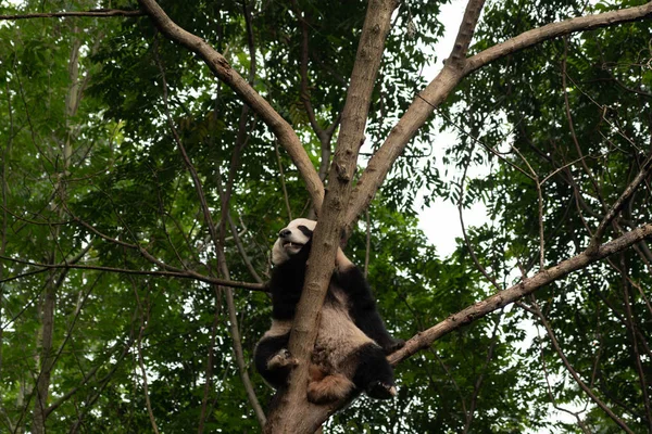 Fluffy Panda Bear Sitting Green Forest Chengdu Panda Park China — Stock Photo, Image