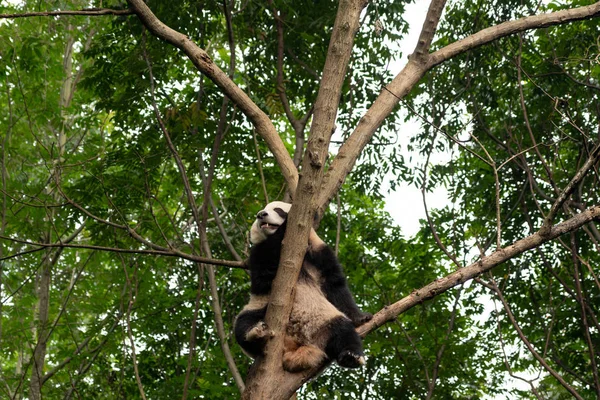 Großer Und Flauschiger Pandabär Sitzt Grünen Wald Chengdu Panda Park — Stockfoto