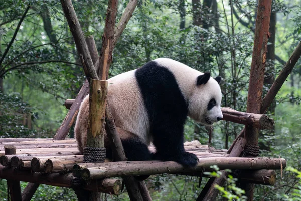 Big Fluffy Panda Bear Sitting Green Forest Chengdu Panda Park — Stock Photo, Image