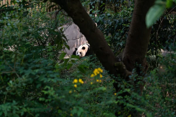 Schöne Und Lustige Pandabär Fuß Grünen Wald Chengdu Panda Park — Stockfoto