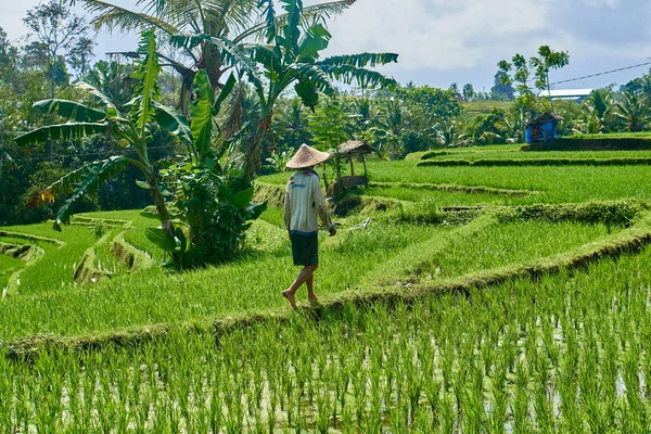 Agricultor Caminhando Pelos Campos Arroz Cuidando Sua Colheita — Fotografia de Stock